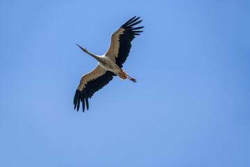 White stork in flight