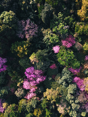 Spring forest,Pink blossom trees and green forest From above