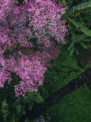 Spring forest,Pink blossom trees and green forest From above