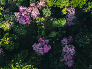 Spring forest,Pink blossom trees and green forest From above