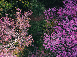 Obraz premium Spring forest,Pink blossom trees and green forest From above