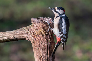Buntspecht (Dendrocopos major) Männchen