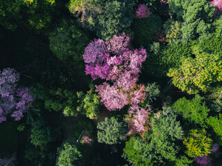Spring forest,Pink blossom trees and green forest From above