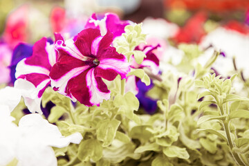 Beautiful blooming petunia plants in pots. Closeup view of big bicolored pretty potted flowers growing in greenhouse. Blurred female gardener on background. Gardening activity and summer concept