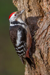 Mittelspecht (Dendrocopos medius)