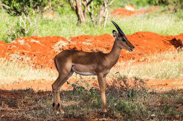 Impala (Aepyceros melampus),,