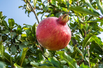 close up de una granada