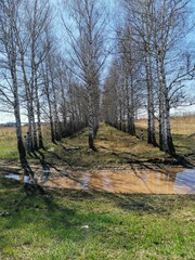 Fototapeta premium trees in the park