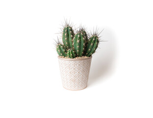 cactus in a pot