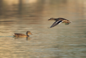 Mallard duck flying at Tubli bay, Bahrain