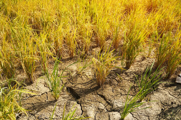 Rice field on rice paddy green color lush growing is a agriculture