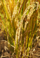 Rice field on rice paddy green color lush growing is a agriculture