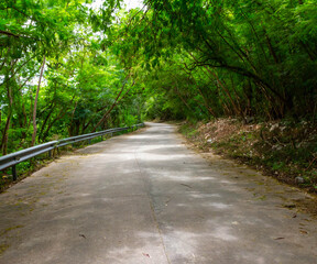 Fototapeta na wymiar road in tunnel tree at srichang island, Chonburi, Thailand