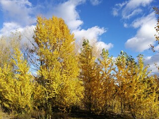 landscape with yellow leaves