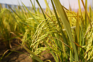 Rice field on rice paddy green color lush growing is a agriculture