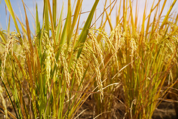 Rice field on rice paddy green color lush growing is a agriculture