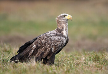 White tailed eagle ( Haliaeetus albicilla )