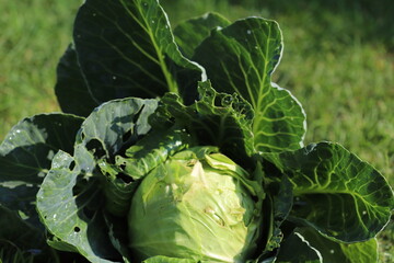 Large head of white cabbage