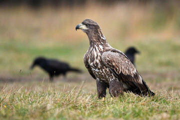White tailed eagle ( Haliaeetus albicilla )