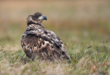 White tailed eagle ( Haliaeetus albicilla )