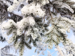 Winter Holiday Evergreen Christmas Tree Pine Branches Covered With Snow , Horizontal