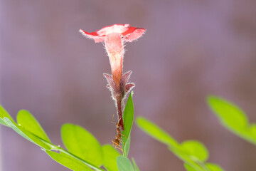 red ants pick up a flower