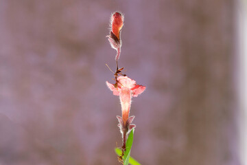 two red ants pick up a flower