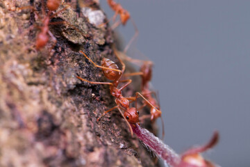 red ant on the ground
