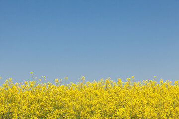 Yellow and blue background. Landscape of a rapeseed field. Natural spring background