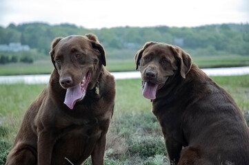 two labs in marsh