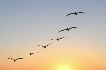 Pelicans in formation at sunrise