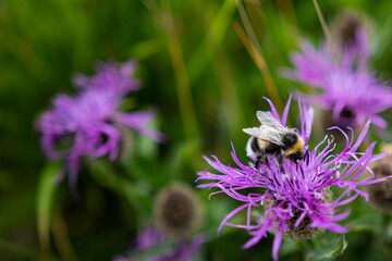bee on a flower