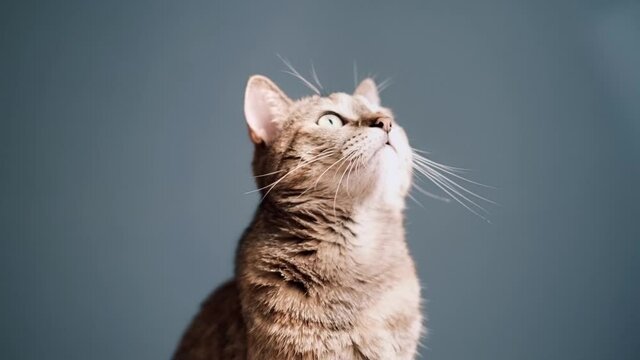 Domestic ginger tabby cat pet looking up at something on a blue background.