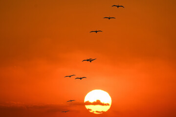 Pelicans in formation at sunrise