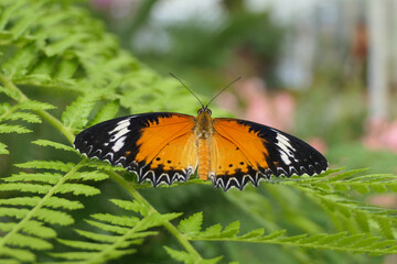 The colorful butterfly leopard lacewing, in latin Cethosia cyane, sits on a fern in the jungle forest