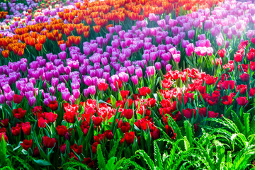 Colorful of tulip flowers and foggy in the garden. - 407014021