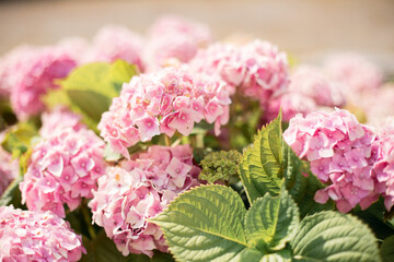 Obraz premium fleurs
