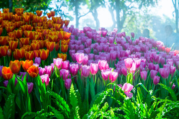 Colorful of tulip flowers and foggy in the garden. - 407014076
