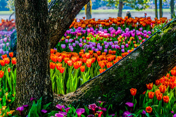 Colorful of tulip flowers and foggy in the garden. - 407014205