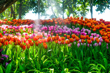 Colorful of tulip flowers and foggy in the garden. - 407014265