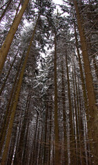 Fototapeta premium forest in winter background 