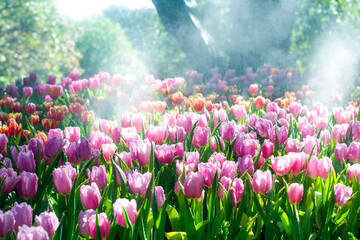 Colorful of tulip flowers and foggy in the garden. - 407014431