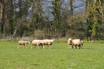 Obraz premium イギリスの羊たち