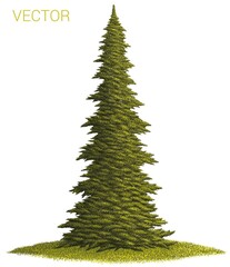 Realistic colorful vector painting of an adult fir tree isolated on a white background - 407014471