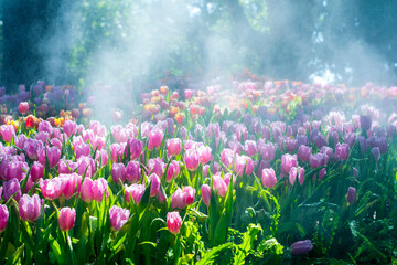 Colorful of tulip flowers and foggy in the garden. - 407014487