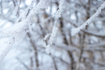 Branches in ice 