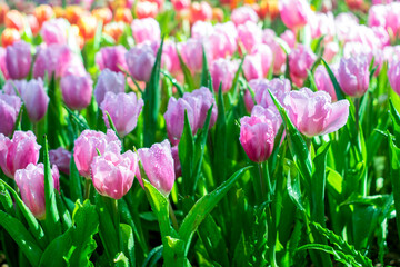 Colorful of tulip flowers and foggy in the garden. - 407014642
