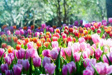 Colorful of tulip flowers and foggy in the garden. - 407014685