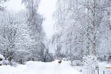 Winter fairytale countryside 