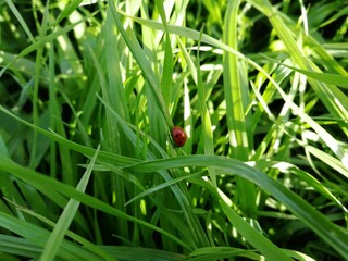ladybug on green grass